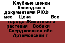 Клубные щенки басенджи с документами РКФ - 2,5 мес. › Цена ­ 20 000 - Все города Животные и растения » Собаки   . Свердловская обл.,Артемовский г.